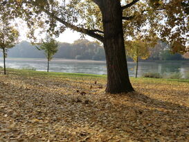 Der Rhein am Stephanienufer